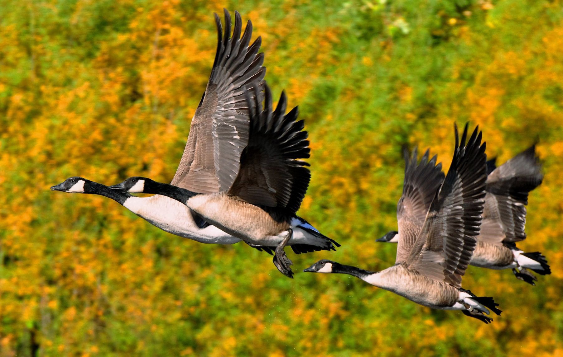 october canadas